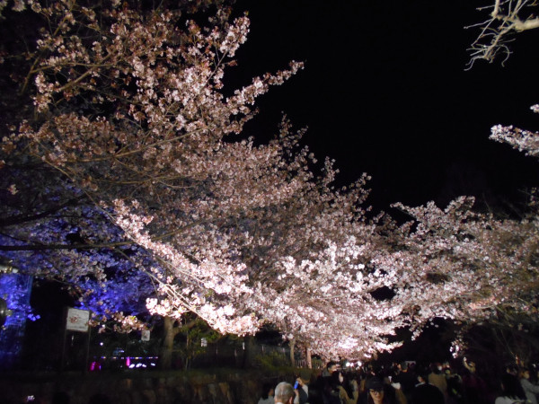 ���q�������̖��