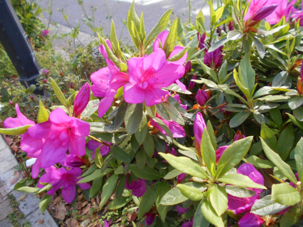 ��q�R�̃c�c�W