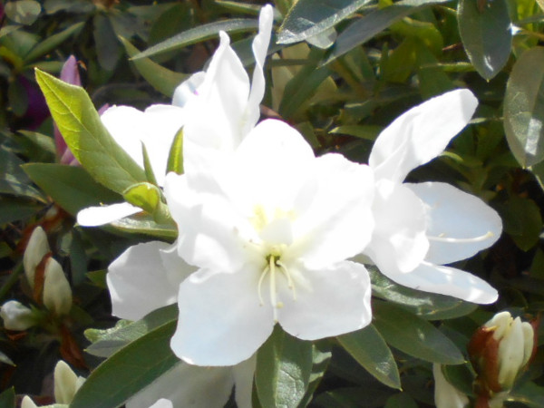 ��q�R�̃c�c�W