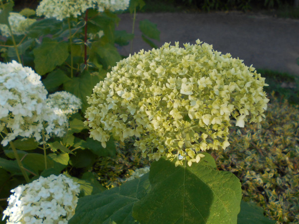 ��������̃A�W�T�C