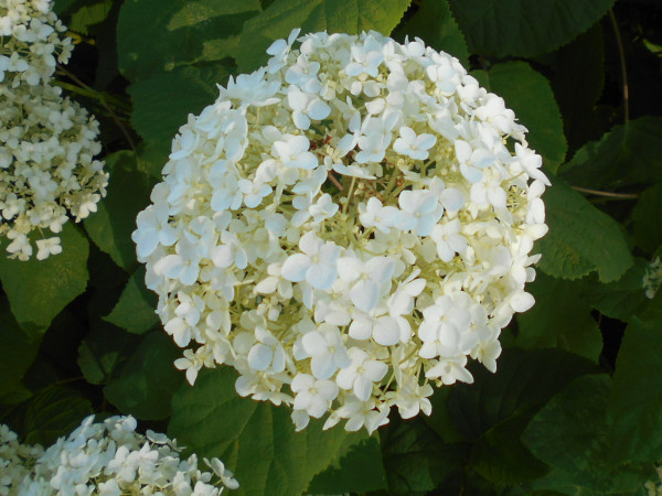 ��������̃A�W�T�C