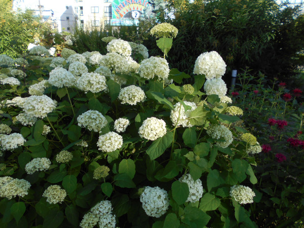 ��������̃A�W�T�C