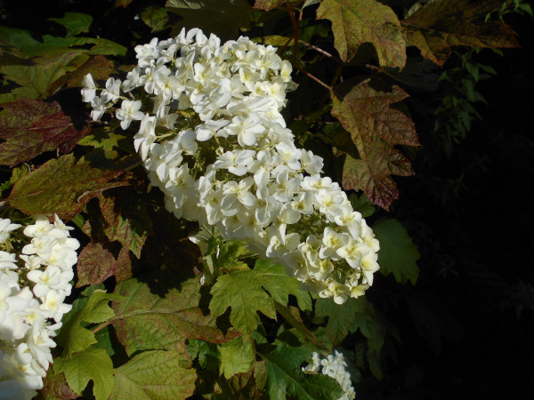 ��������̃m���E�c�M