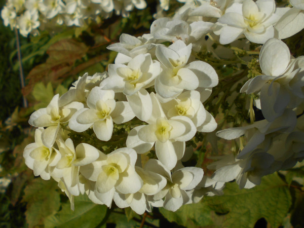 ��������̃m���E�c�M