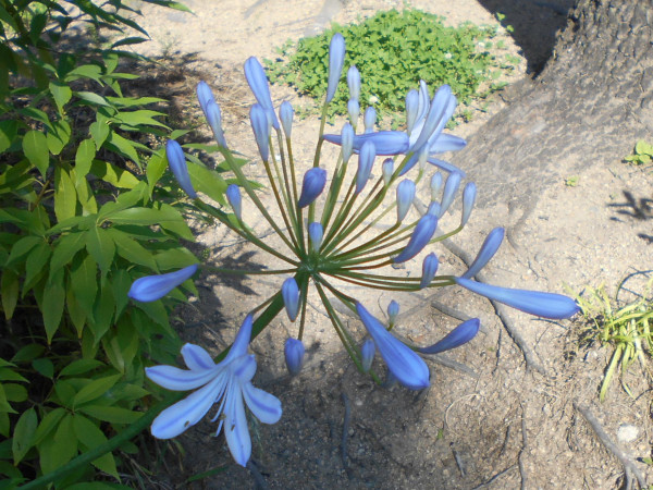 ��q�R�̃A�K�p���T�X