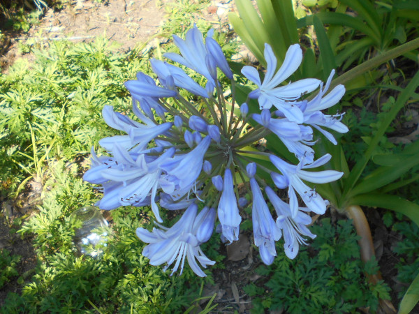 ��q�R�̃A�K�p���T�X