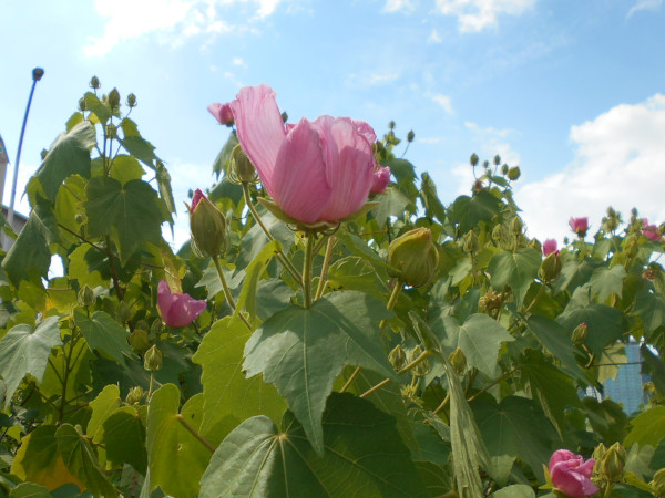 ���c��̃��N�Q