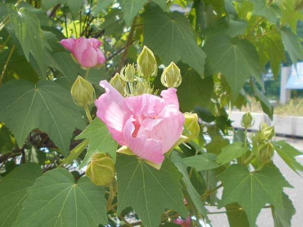 ���c��̃��N�Q