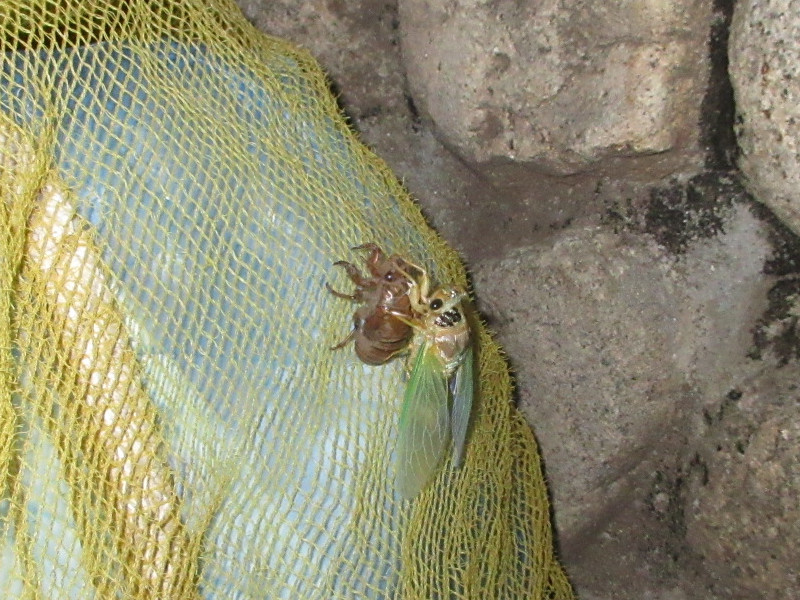 �Z�~�̒E��