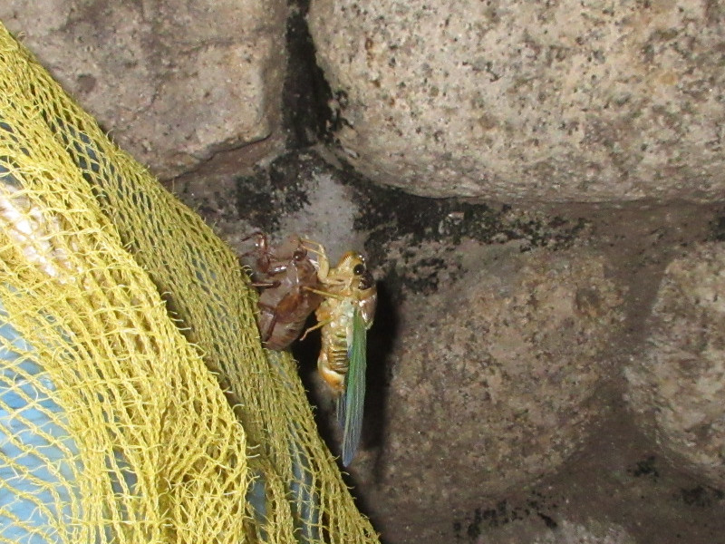 �Z�~�̒E��