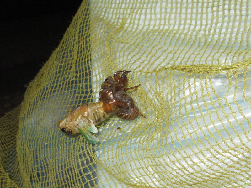 �Z�~�̒E��