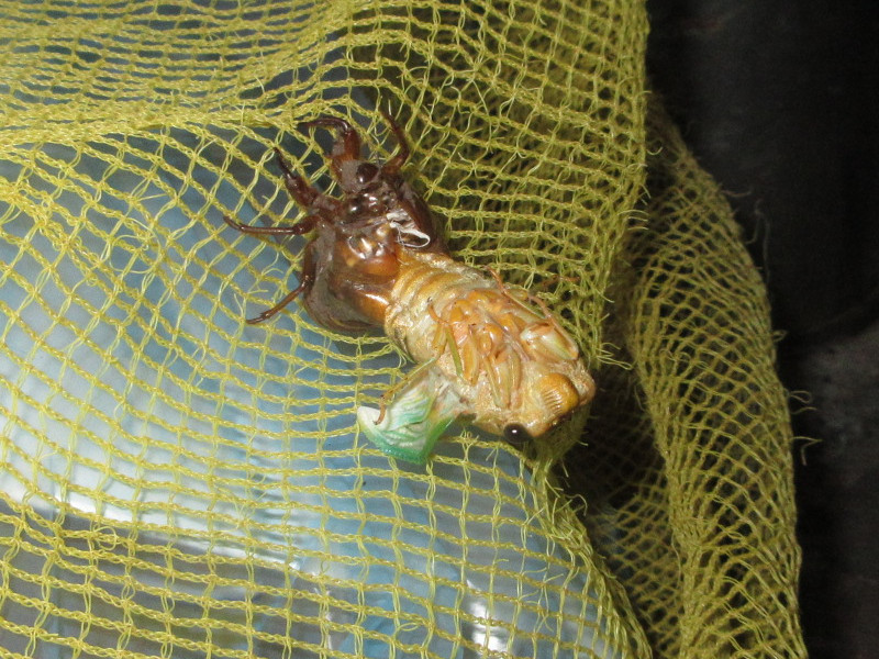 �Z�~�̒E��