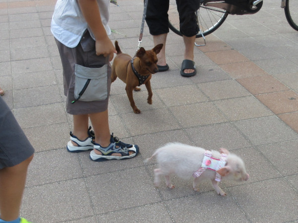 �g�����J�b�v��