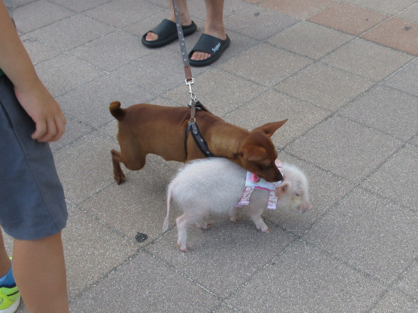 �g�����J�b�v��