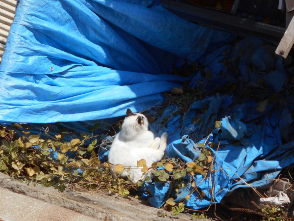 �P�Q���̂ɂ��