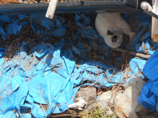 �R���̂ɂ��