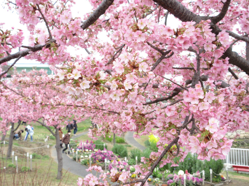 河津桜 河津桜