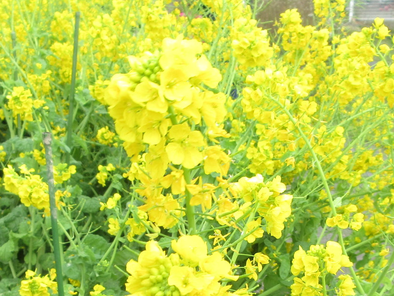 菜の花 菜の花