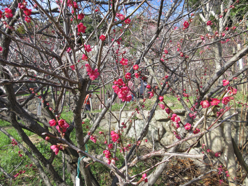 岡本梅林公園 岡本梅林公園