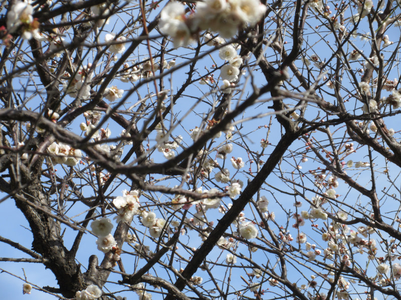 岡本梅林公園 岡本梅林公園