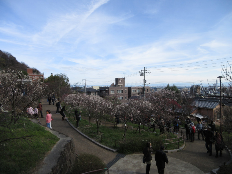 岡本梅林公園 岡本梅林公園