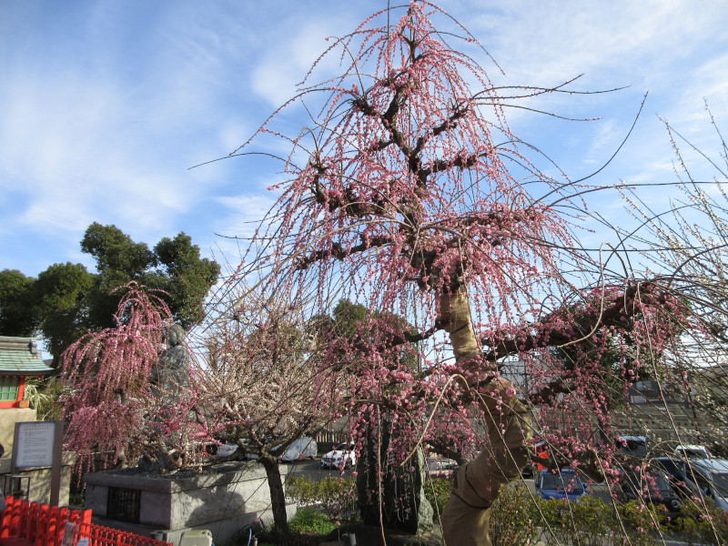 綱敷天満宮の梅 綱敷天満宮の梅