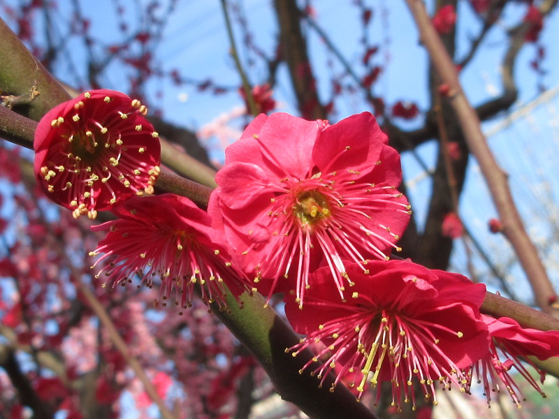 綱敷天満宮の梅 綱敷天満宮の梅