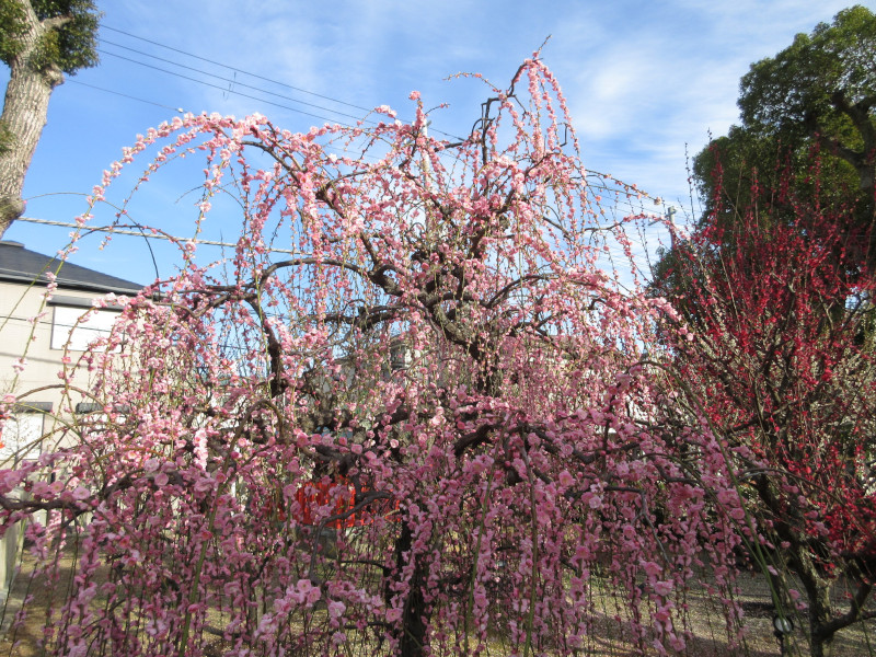 綱敷天満宮の梅 綱敷天満宮の梅