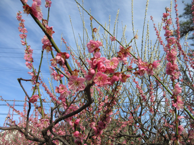 綱敷天満宮の梅 綱敷天満宮の梅