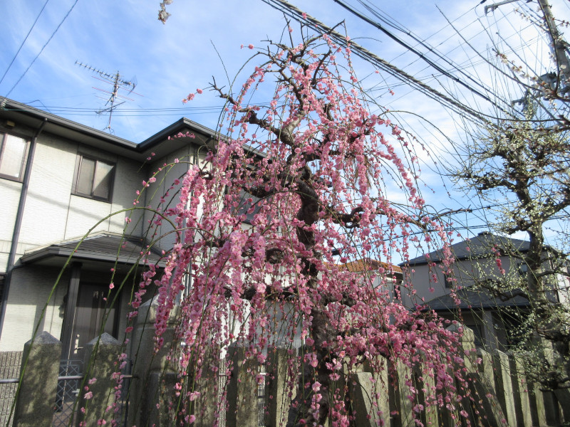 綱敷天満宮の梅 綱敷天満宮の梅