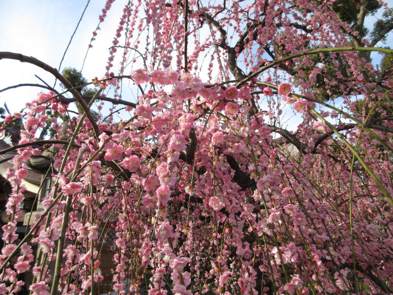 綱敷天満宮の梅 綱敷天満宮の梅