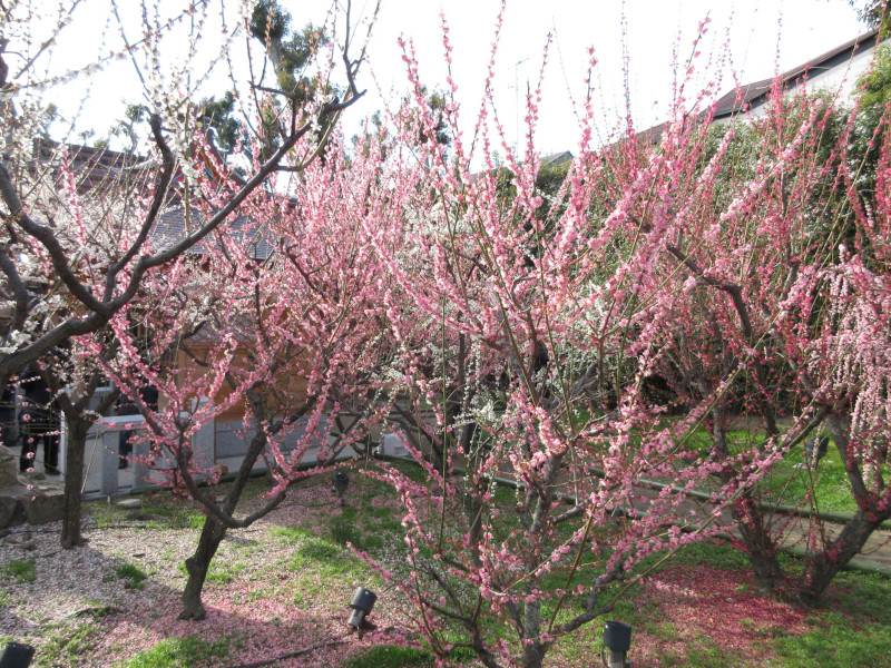 綱敷天満宮の梅 綱敷天満宮の梅