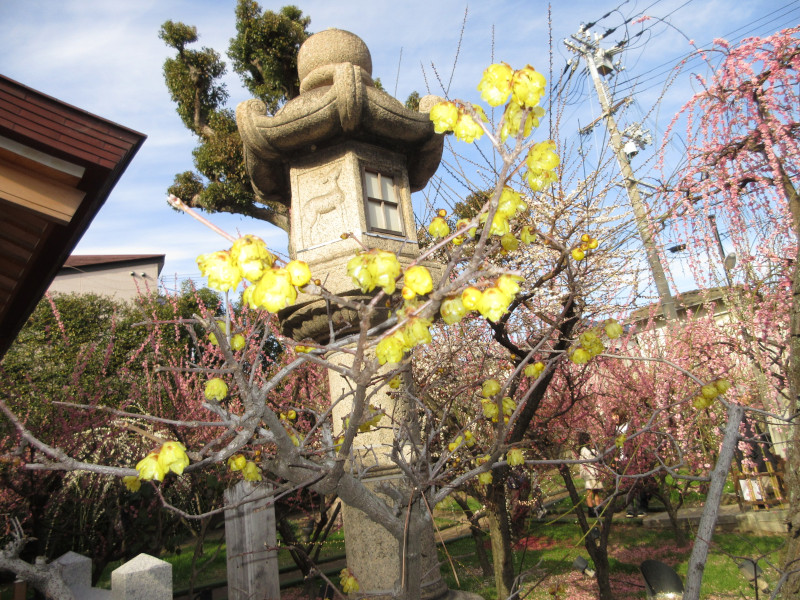 綱敷天満宮の蝋梅 綱敷天満宮の蝋梅