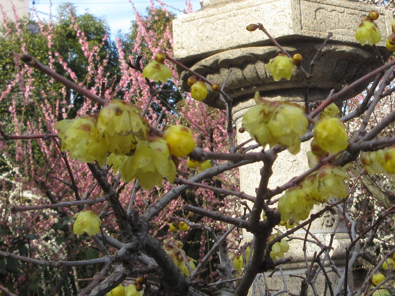 綱敷天満宮の蝋梅 綱敷天満宮の蝋梅