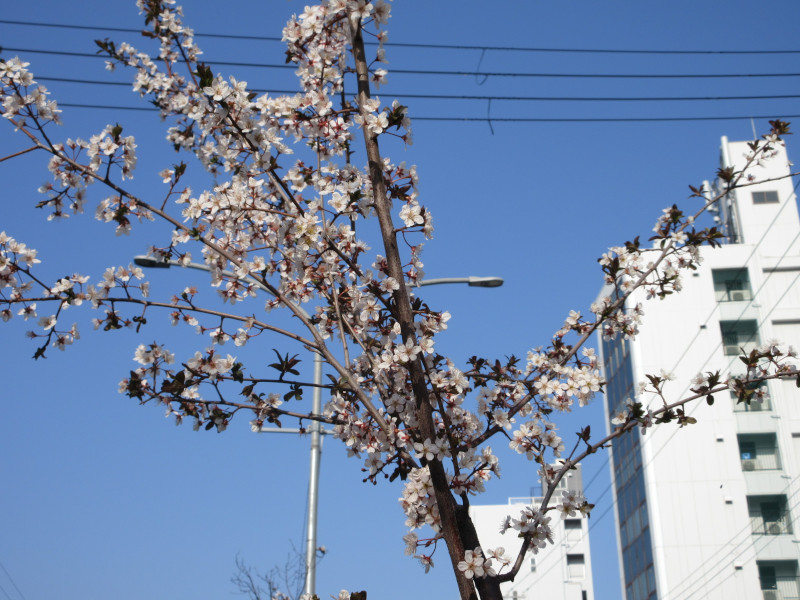 ベニバスモモ ベニバスモモ