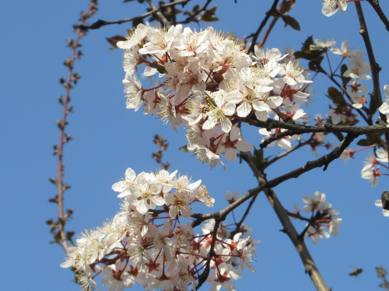 ベニバスモモ ベニバスモモ