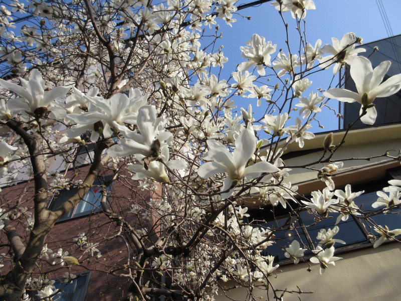 ハクモクレン ハクモクレン