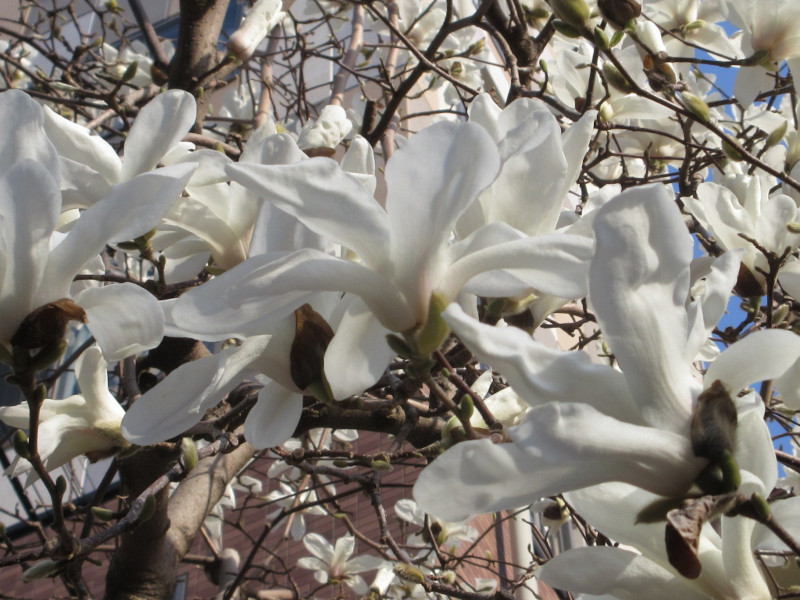 ハクモクレン ハクモクレン