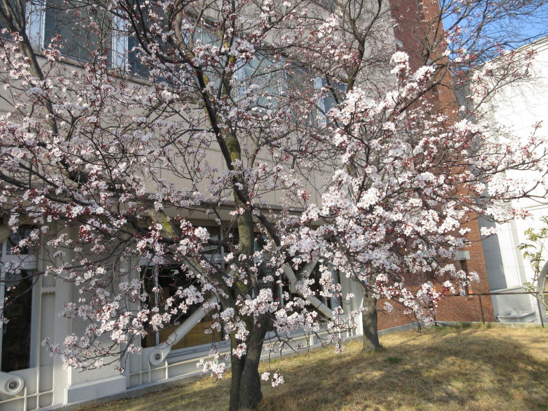 大倉山公園のベニバスモモ 大倉山公園のベニバスモモ