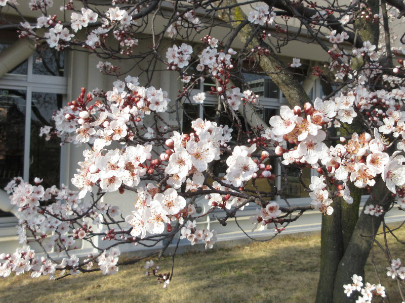 大倉山公園のベニバスモモ 大倉山公園のベニバスモモ