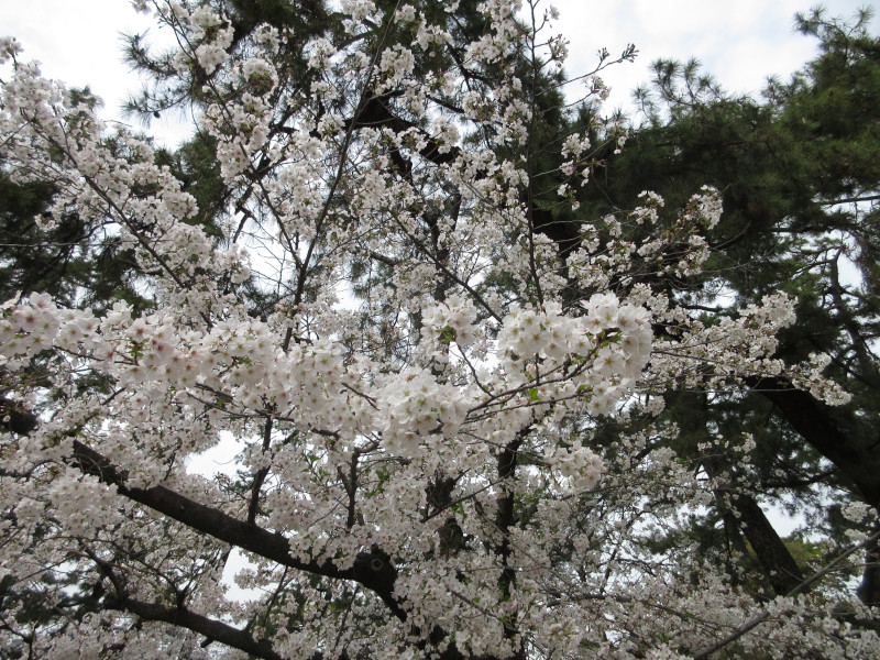 夙川の桜 夙川の桜
