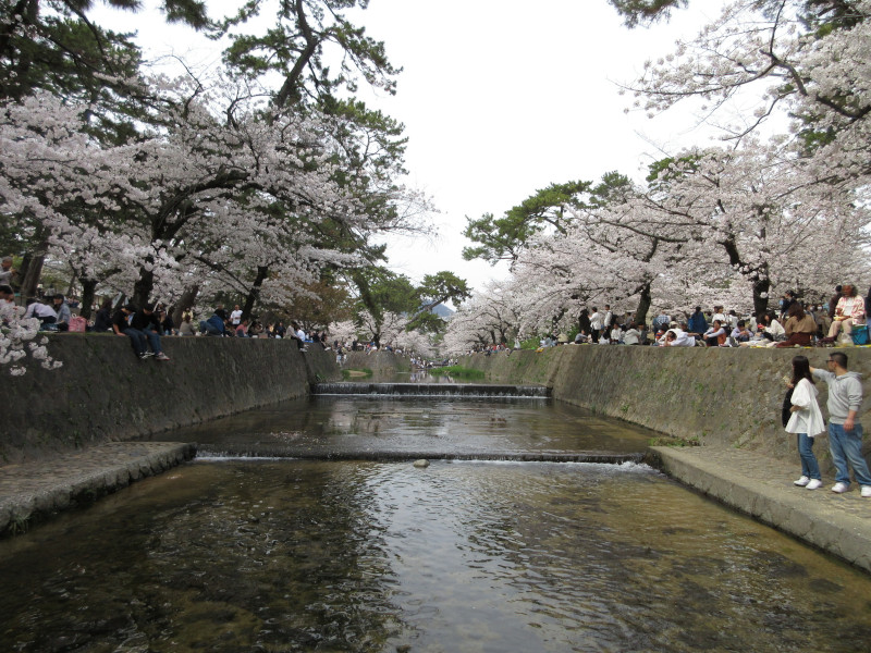 夙川の桜 夙川の桜