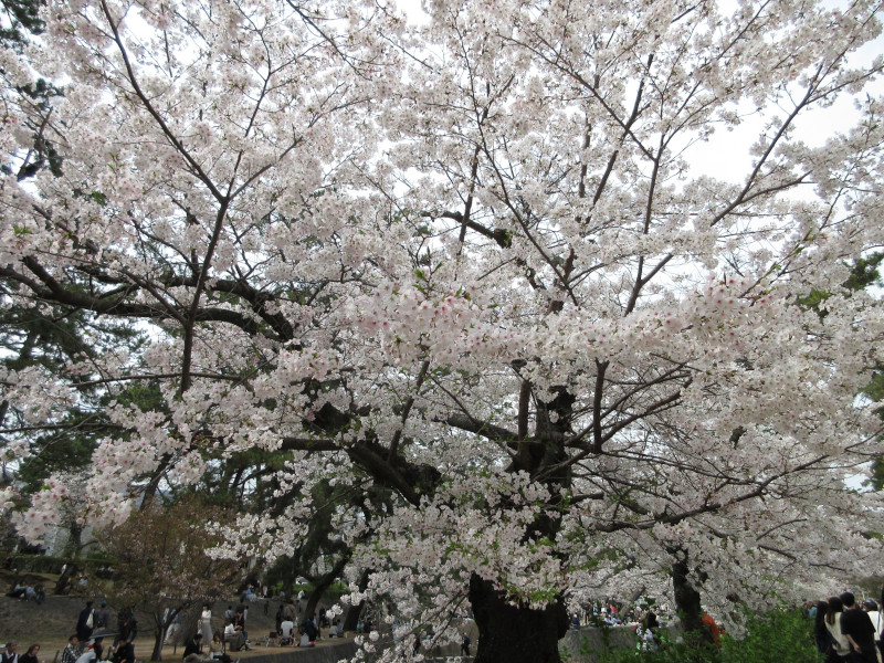 夙川の桜 夙川の桜