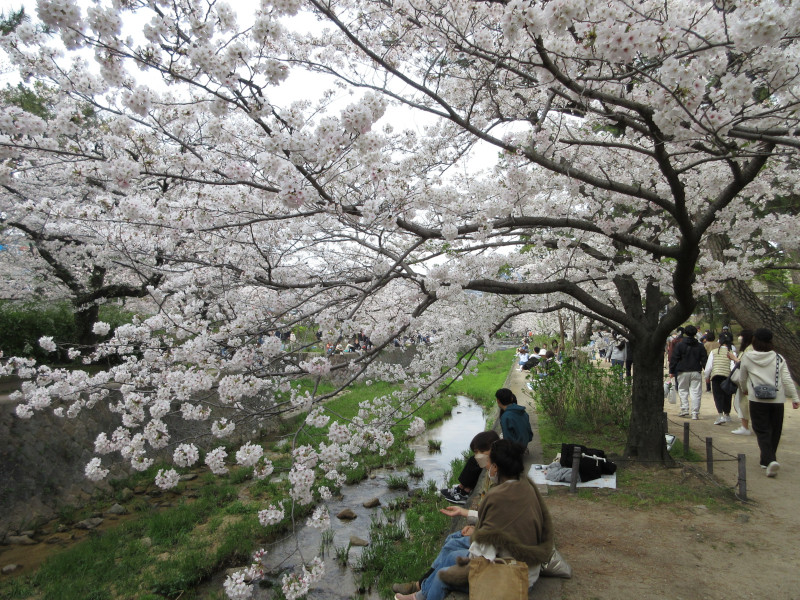 夙川の桜 夙川の桜