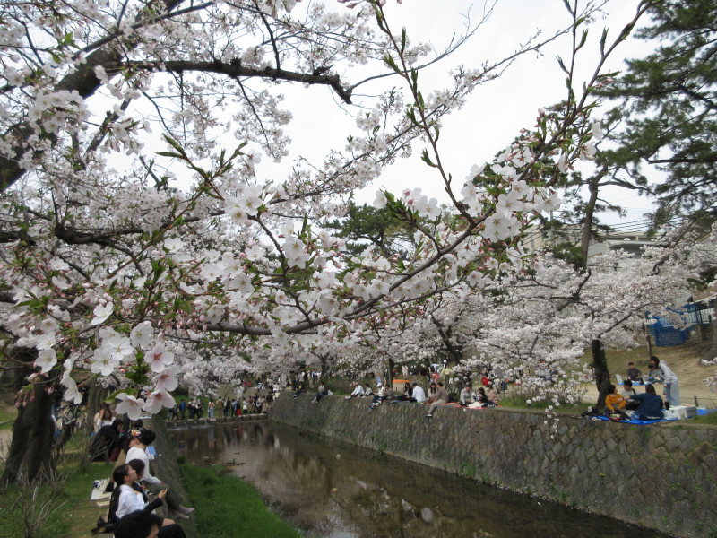 夙川の桜 夙川の桜
