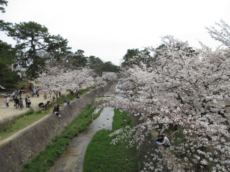 夙川の桜 夙川の桜