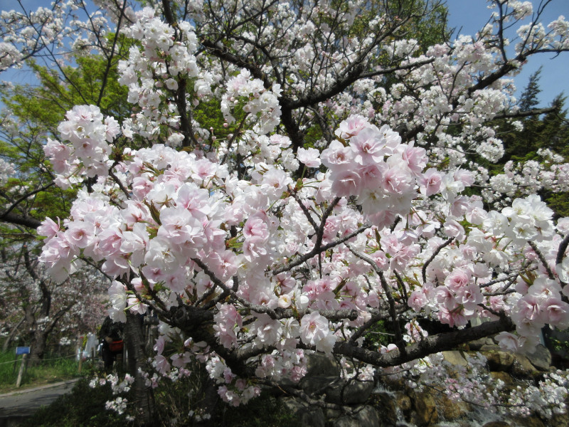 岡本・桜守公園の桜 岡本・桜守公園の桜