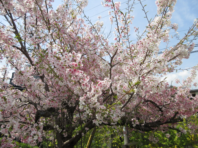 岡本・桜守公園の桜 岡本・桜守公園の桜