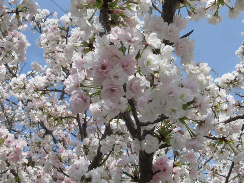 岡本・桜守公園の桜 岡本・桜守公園の桜