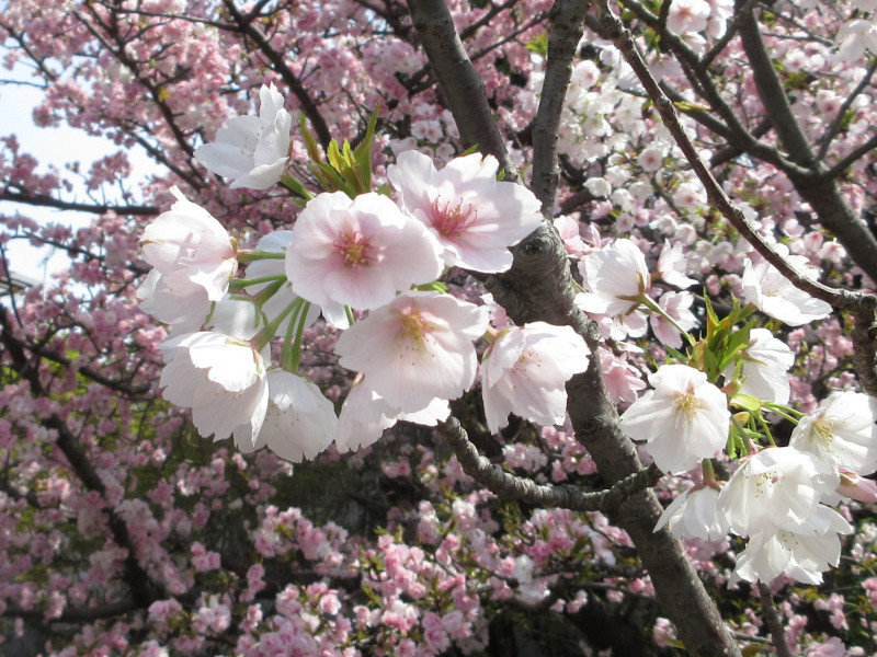 岡本・桜守公園の桜 岡本・桜守公園の桜